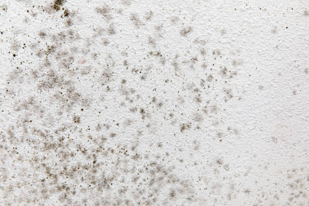 Best Mold Documentation for Insurance Claims  in Greensburg, IN